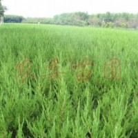 供应 石楠球、火棘球、枸骨球