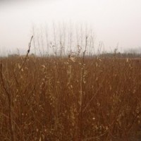 江苏紫薇苗基地1米高紫薇苗价格紫薇苗种植方法