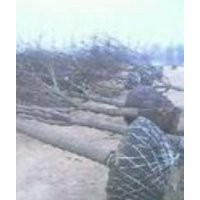 国槐12-20公分大量供应中