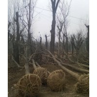 国槐.法桐.白腊.速生国槐.法桐.白腊2公分