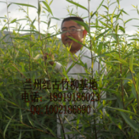 甘肃竹柳，兰州竹柳，西北竹柳