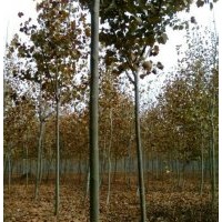 低价供应法桐、广玉兰、合欢、紫叶李、紫薇等绿化苗木