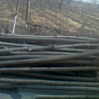 白皮松，营养杯油松，侧柏，刺槐小苗，花椒苗