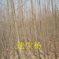 出售速生杨