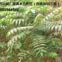 香椿苗出售、2年生香椿苗80-1.5米大量供应