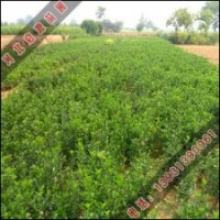 四季常青树—冬青