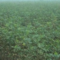 大量供应速生白蜡、国槐