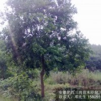 2公分乌桕3公分4公分乌桕5公分乌桕6公分乌桕价格