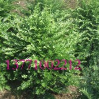 批发红豆牌红豆杉精品景观树 实生苗 造型挺拔 一件起批