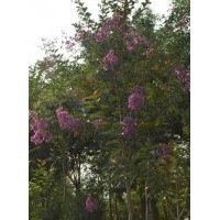 供应紫薇