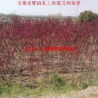 供应红叶桃、三角枫、枇杷、垂柳、大叶女贞、红叶李