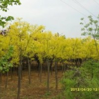 低价出售8—15公分黄金国槐