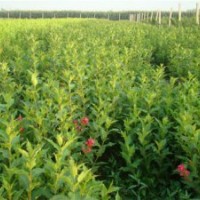 专售红王子锦带100万.扶芳藤.卫矛100万.金叶.小叶女贞100万 .