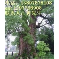 特供中国特大香樟王，直径2.7米，分枝4米以上