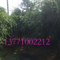 红豆杉苗木批发