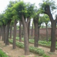 急售宁夏大量各种规格国槐
