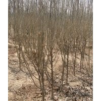 紫叶李价格 精品紫叶李树 山东紫叶李树