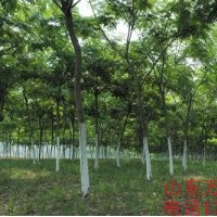 供应5-35公分合欢