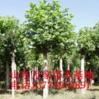 供应5-50公分法桐