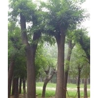 国槐,国槐基地,国槐报价