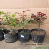 大花月季苗批发江苏正规苗圃供应大花月季盆栽