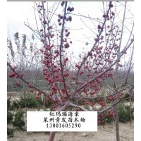 北美海棠 红叶樱花 加拿大红樱 挪威枫红国王 红叶白蜡 复叶槭