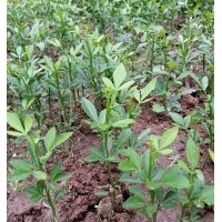 供应铁篱寨小苗 绚丽海棠、王族海棠、高原之火海棠、红宝石海棠