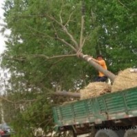 国槐.法桐.垂柳.白腊.3-20公分