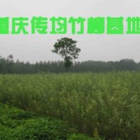 竹柳3号经济效益分析