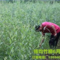 竹柳,美国竹柳,竹柳3号