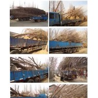 常年低价供应12公分银杏树