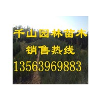 供应山西营养袋侧柏苗，山西50-80公分侧柏小苗