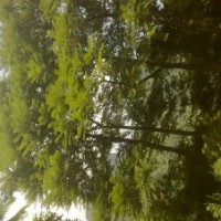 甩！小叶榕 香樟 本地木棉