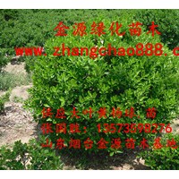 供应山东招远大叶黄杨球苗