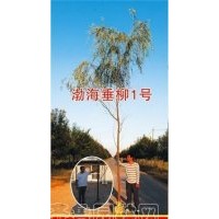 渤海一号速生垂柳、9901速生柳