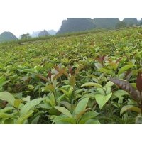 供应贵州本地8月桂花苗