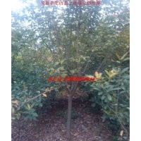 樱花 安徽红叶李 安徽大叶女贞 安徽香樟 乌桕树