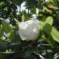 广玉兰，广玉兰小苗，潢川广玉兰