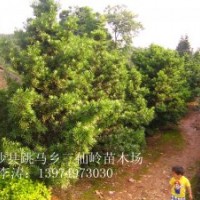 供应罗汉松 造型罗汉松