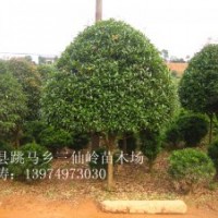 供应桂花树