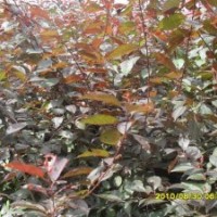 2013年农户急售【芽】高原之火，亚当，