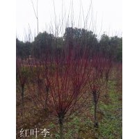 安徽红叶李|肥西红叶李|红叶李价格|红叶李小苗批发