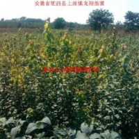 安徽热销苗木-大叶女贞、三角枫小苗、红叶李