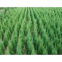 侧柏苗、侧柏（1.5米侧柏、侧柏小苗）山西侧柏苗