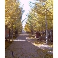 银杏苗木,银杏种子,银杏小苗