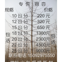 银杏嫁接树,银杏小苗种子,银杏实生树