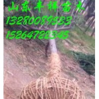 十五公分国槐价格