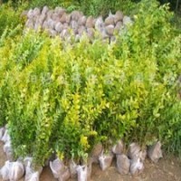 红梅、绿梅、垂梅、龙游梅、白梅、腊梅、榆叶梅、珍珠梅、金丝梅