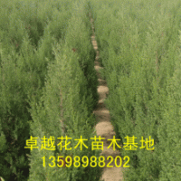 供应：国槐、栾树、合欢、青桐、白腊、大叶女贞、垂柳