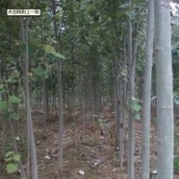 本基地超低价出售速生杨、国槐、白蜡